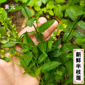 新鲜半枝莲苗 10棵 半支莲现采半枝莲全草可配白花蛇舌草用 包邮