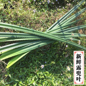新鲜露兜树叶 露兜勒粽子叶 勒古叶假菠萝叶山菠萝叶野菠萝叶去刺