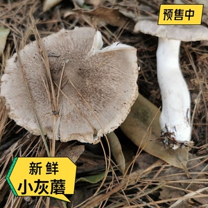 现采小灰蘑菇新鲜毛草菌野生菌棕灰口蘑草鸡枞北风菌小灰菌茅草菌