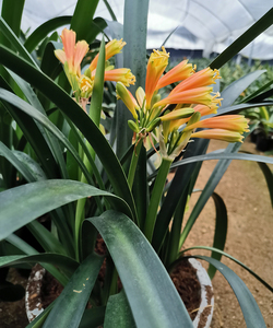 south africa垂笑君子兰 异花细叶精品外血室内绿植盆栽2020新品