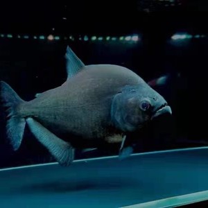 秘鲁黑食钻黑普黑钻黑黄钻辛古水虎武士胭脂黑斑南美加拉辛虎皮鱼