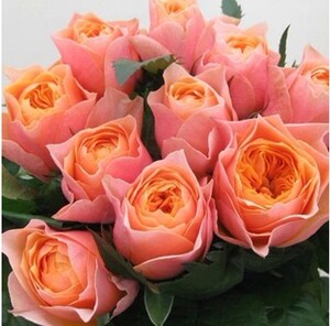 新品欧月 浪漫/温柔珊瑚心 四季开花灌木切花月季庭院阳台盆栽