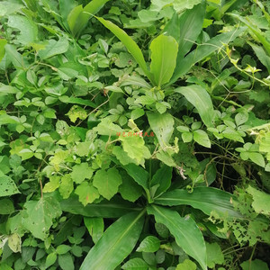 001人付款淘宝民间生草药材突出增生疼痛煲汤草药岭南山竹公根 山竹根