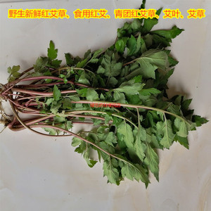 野生新鲜红艾草.食用艾草,艾叶青团,红艾叶草,艾叶现采一斤