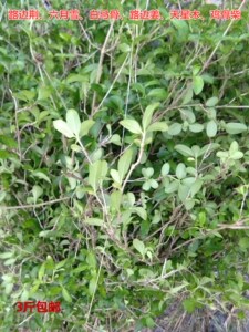 天然药材路边荆,六月雪,白马骨,路边姜天星木鸡骨柴鲜品500克