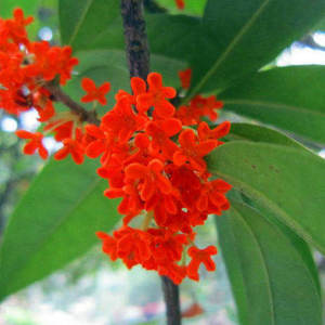 四季红桂花树苗