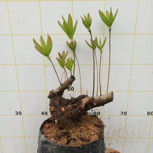 40宜煊x淘宝杜鹃老桩盆景映山红黄花稀有落叶品种客厅庭院办公室