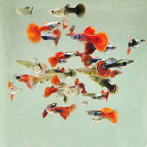 孔雀鱼活鱼热带淡水观赏鱼鱼苗公母混合凤尾胎生鱼灯科易养宠物鱼