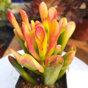 多肉植物红边玉树玉树锦黄金玉树多肉黄金花月燕子掌花月姬红花月