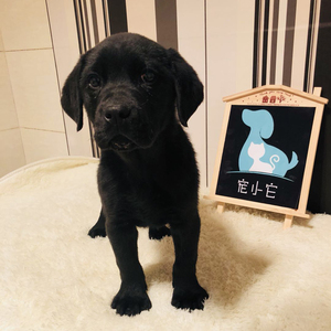 拉布拉多幼犬小