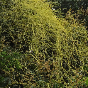 新鲜野生菟丝子藤 现采无根藤中草药无根草无娘藤无爷藤金丝藤