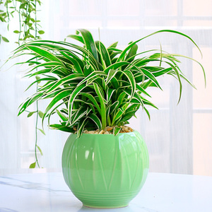 金边吊兰绿萝植物盆栽办公室内好养易活花卉去甲醛桌面垂吊小绿植