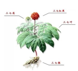 野生中草药材种子 三七苗 云南文山土田七苗种根 树三七盆栽根茎