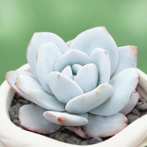 多肉植物雪莲