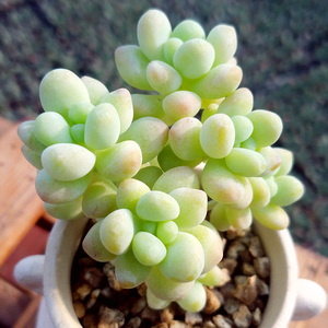 ak多肉花卉 天使之泪 多肉植物 肉肉植物绿植盆栽花卉