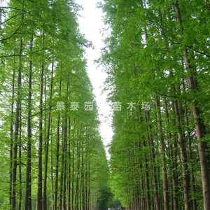 水杉 水杉树苗 包邮 金叶水杉 树苗 水衫树苗 水松树 速生杉树苗