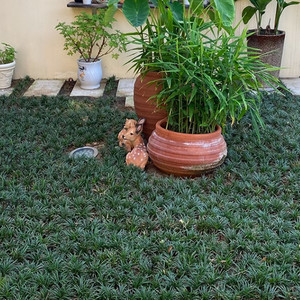 日本矮麦冬草玉龙草庭院草坪绿化地被植物细叶金边耐寒小麦冬草苗