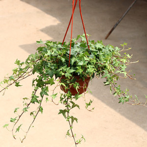 常春藤盆栽垂吊兰净化盆栽花室内阳台爬藤长青藤蔓悬挂水培绿植物
