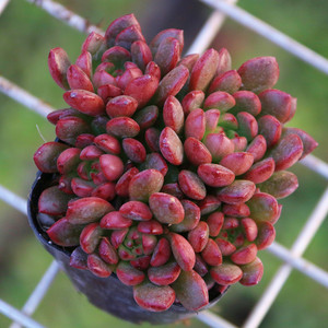 多肉红宝石群生组合盆栽植物小盆栽花卉爱萌肉肉室内窗台好养小花