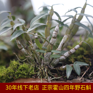 一品世家正宗霍山石斛四年野生新鲜铁皮石斛鲜条干条枫斗礼盒送花