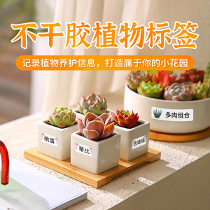 品包邮】深邦园艺多肉标签牌植物花名花盆塑料标签防水插牌85人付款