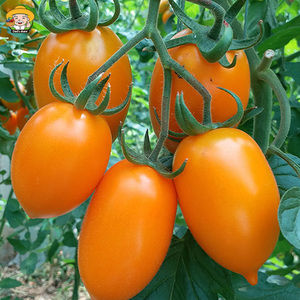 奶香黄红罗曼西红柿农家自种山东特产串黄番茄现摘现发橙色圣女果