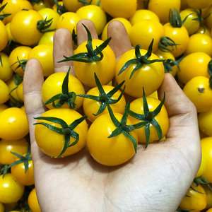 tb_5280142淘宝悟空家 黄色圣女果孕妇冰糖夏日阳光小番茄柿子新鲜