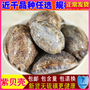 紫贝 文贝紫贝子南蛇牙齿狗支螺紫贝齿紫贝壳中药材 250克 包邮
