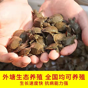养殖甲鱼甲鱼苗鱼缸观赏