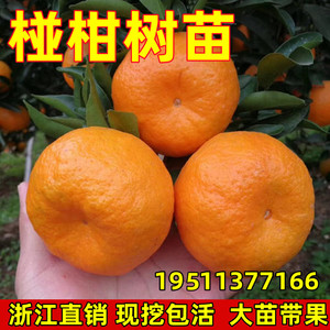 大果椪柑 台湾85-1巨型椪柑苗 无核椪柑嫁接芦柑桔子树苗当年结果
