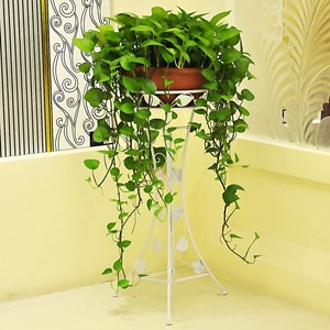 新滢 铁艺花架室内创意多功能架子 盆栽客厅特价绿萝吊兰花盆客厅