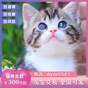 213美国短毛猫美短猫小猫活物猫咪活幼体宠物猫幼崽标斑加白起司