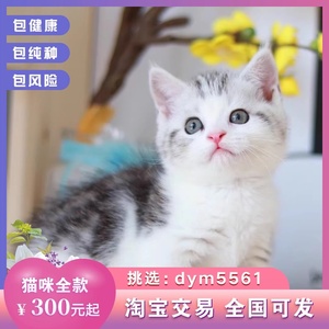 119美国短毛猫美短猫小猫活物猫咪活幼体宠物猫幼崽标斑加白起司