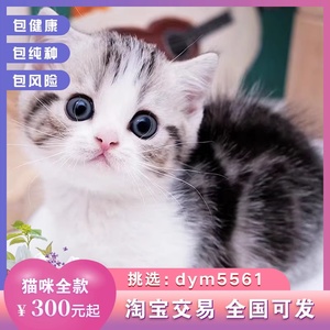 123美国短毛猫美短猫小猫活物猫咪活幼体宠物猫幼崽标斑加白起司