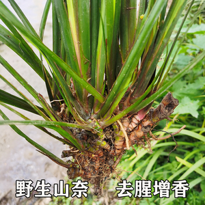 贵州特产野生三奈三赖山赖五香草调味去腥可食用农产品随手香盆栽