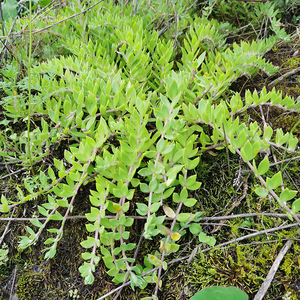 垂盆草新鲜瓜子草可食用狗牙瓣中药材护肝蛇丹草观叶绿植盆栽庭院