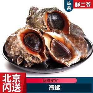 【北京闪送】6-9个/斤鲜活小海螺 大连水产海鲜大田螺花螺香螺