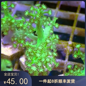 日本麦穗 圣诞树珊瑚 荧光绿麦穗珊瑚海水鱼海缸lps软体珊瑚 包活