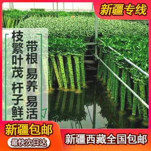 新疆西藏包带根富物贵竹转运竹水养栽植盆客厅弯竹ROO龙竹开运邮