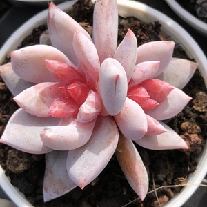 多肉糖心雪天使