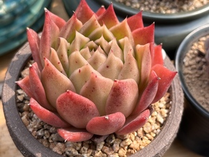 媋藤园艺 红曼巴 红边麦秆杂交一物一拍精品多肉植物东云系大单头