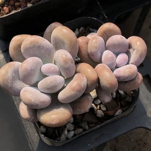 媋藤园艺 橙雪球 多肉植物二代奶酪红粉知己一物一拍多头群生老桩