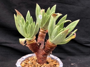 媋藤园艺 绿体仙女杯多肉植物初霜苹果叶仙女杯帕莫瑞一物一拍