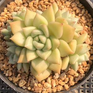 同款货源le1350淘宝黄金象牙多肉 韩货进口精品稀有品种 一物一拍