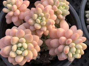 媋藤园艺 鱼子酱洛可可捧花群多头群生一物一拍肥圆粉色多肉植物