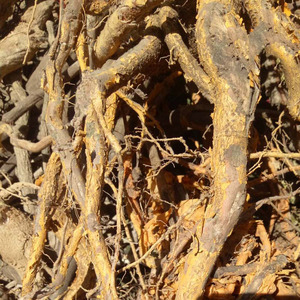 福建野生中草药材穿破石根 九层皮金腰带川破石地棉拉牛入石500g