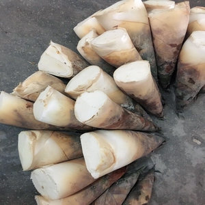 2021年新鲜竹笋 春笋新鲜广东埔田竹笋 嫩笋 甜笋麻竹笋现挖5斤装