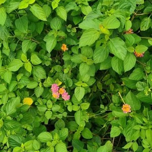 野生中草药 五色花 五色梅 如意花 马缨丹 刺苏 刺儿花 500克