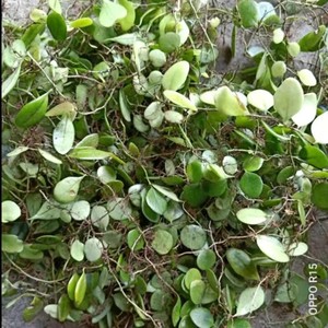 抱石莲 新鲜中药材  金龟藤 抱树莲 瓜子菜 石瓜子 瓜米菜 500克