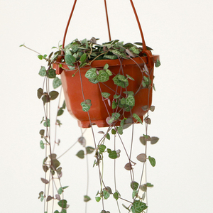 垂吊植物爱之蔓盆栽一串心多肉花苗心心相印观叶绿植花卉带盆